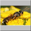 Mellinus crabroneus - Grabwespe w33 13mm - auf Rainfarn - OS-Wallenhorst Sandgrube.jpg